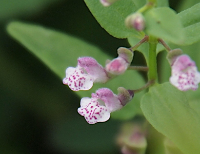 [These small flowers are similar to a snapdragon bloom. One side of the bloom is light purple while the other side is white with purple dots speckled on it. The opening between the two sides is small and the center is not visible. This plant has smooth elongated oval leaves which are much much larger than the blooms.]